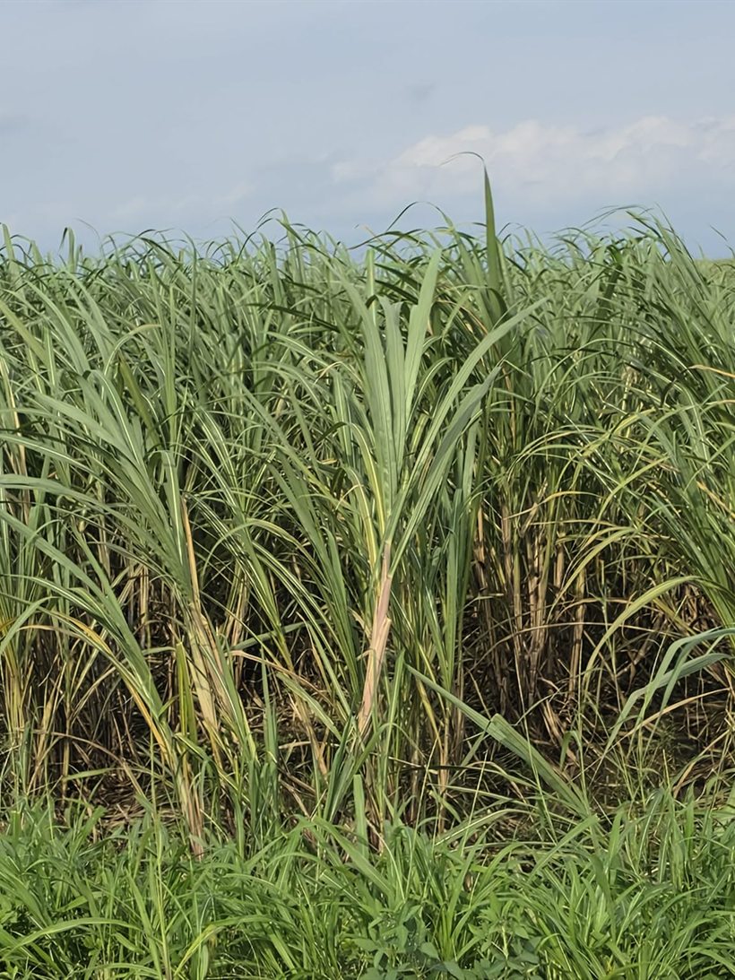 A sugarcane field with yellowing spreading through the stand.