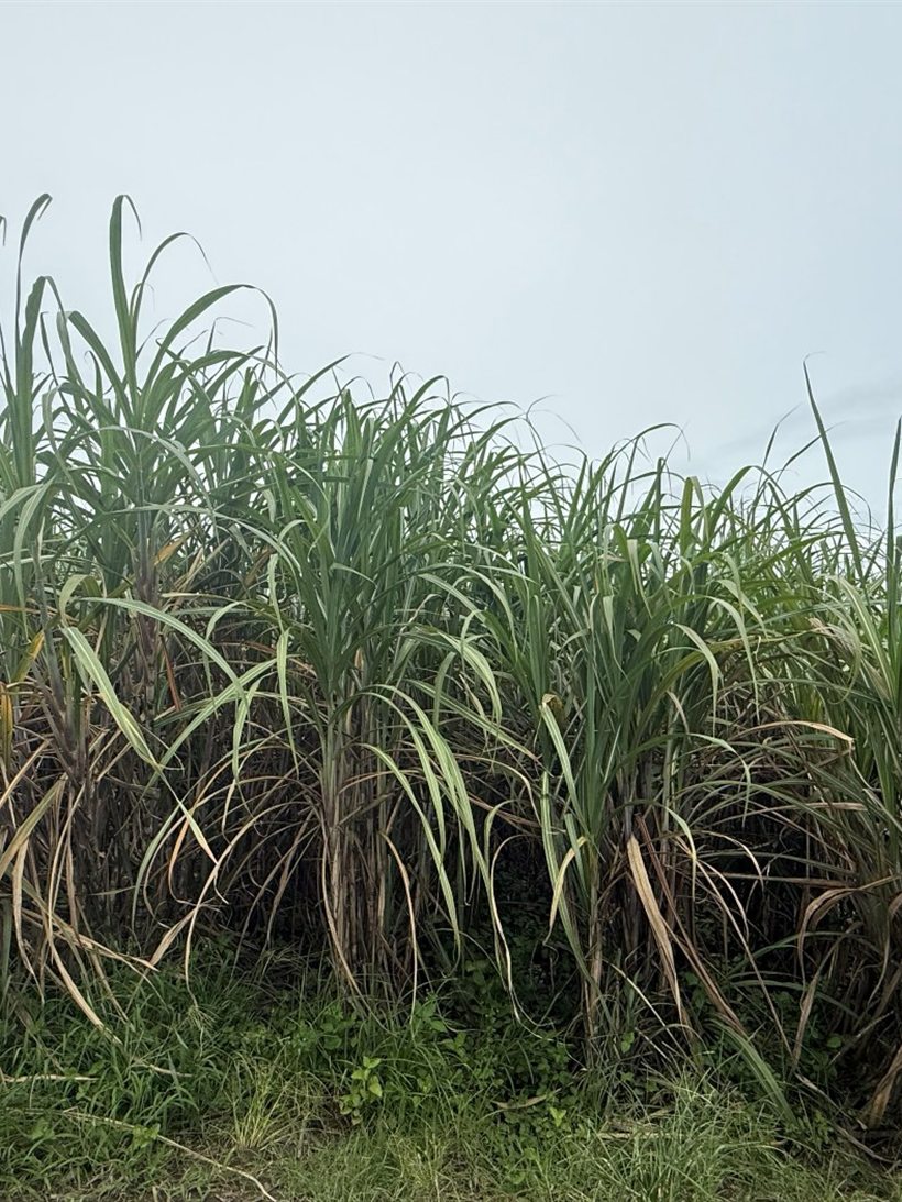 Sugarcane with the lower leaves dried and dying back.