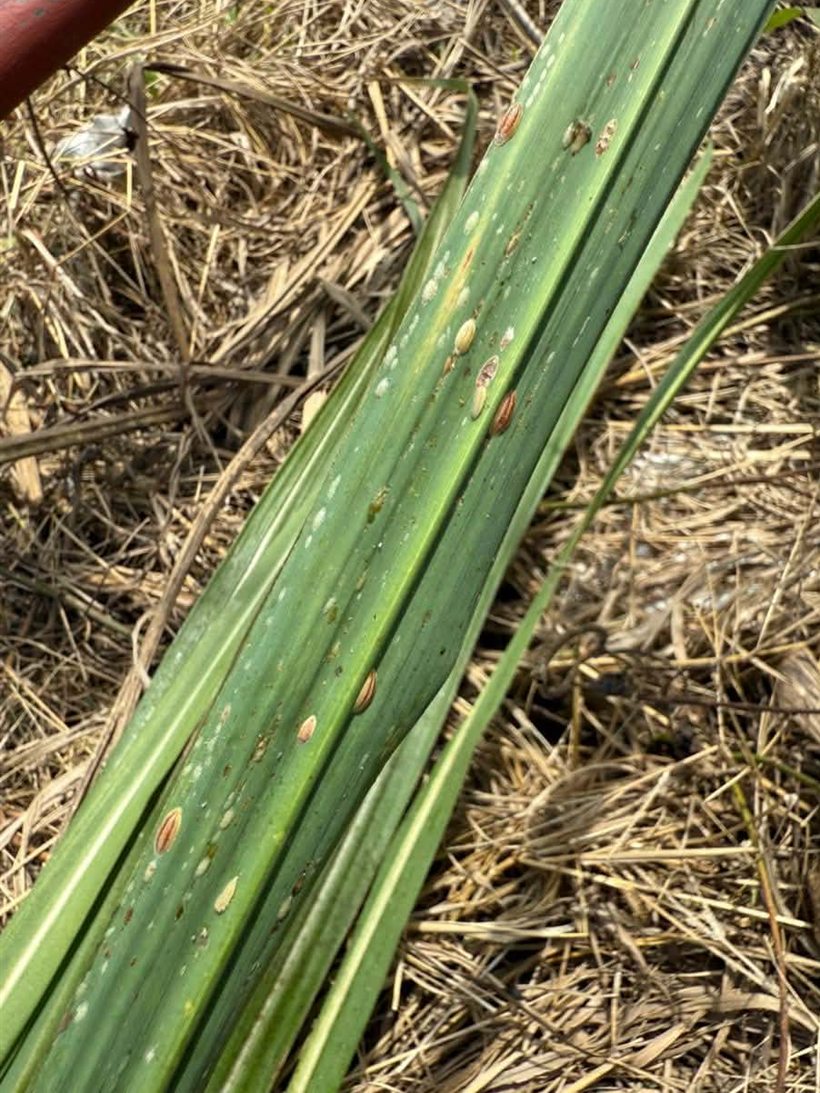 Many scale insects spread along a sugarcane leaf blade.