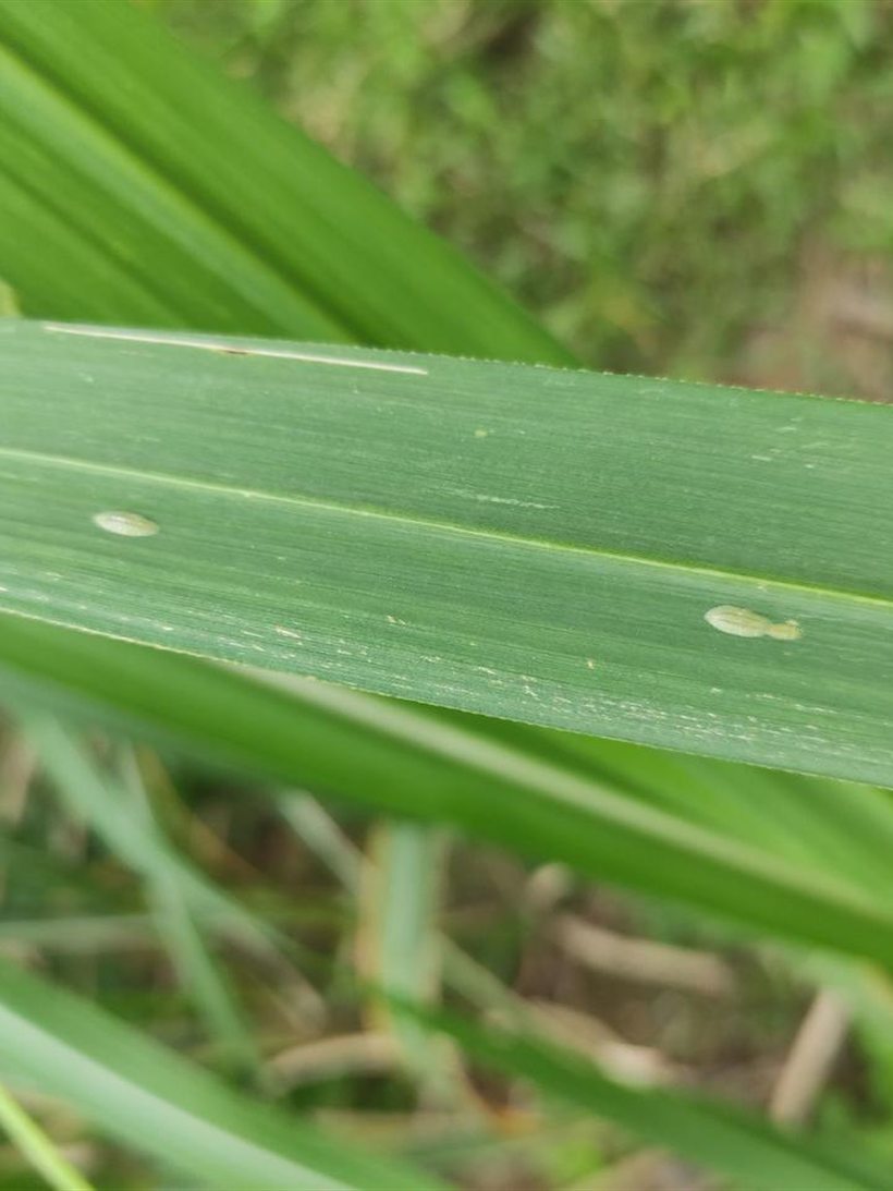 Two pale scale insects on a green sugarcane leaf blade.