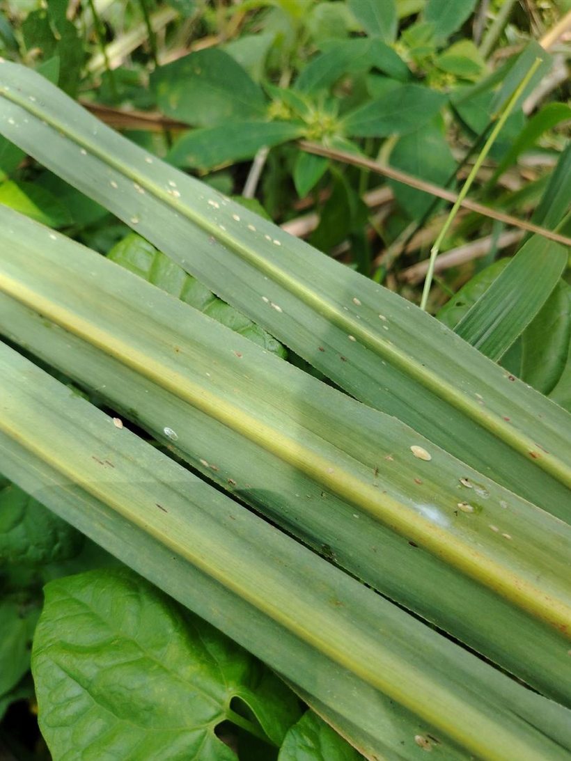 Scale insects scattered thinly across several sugarcane blades.