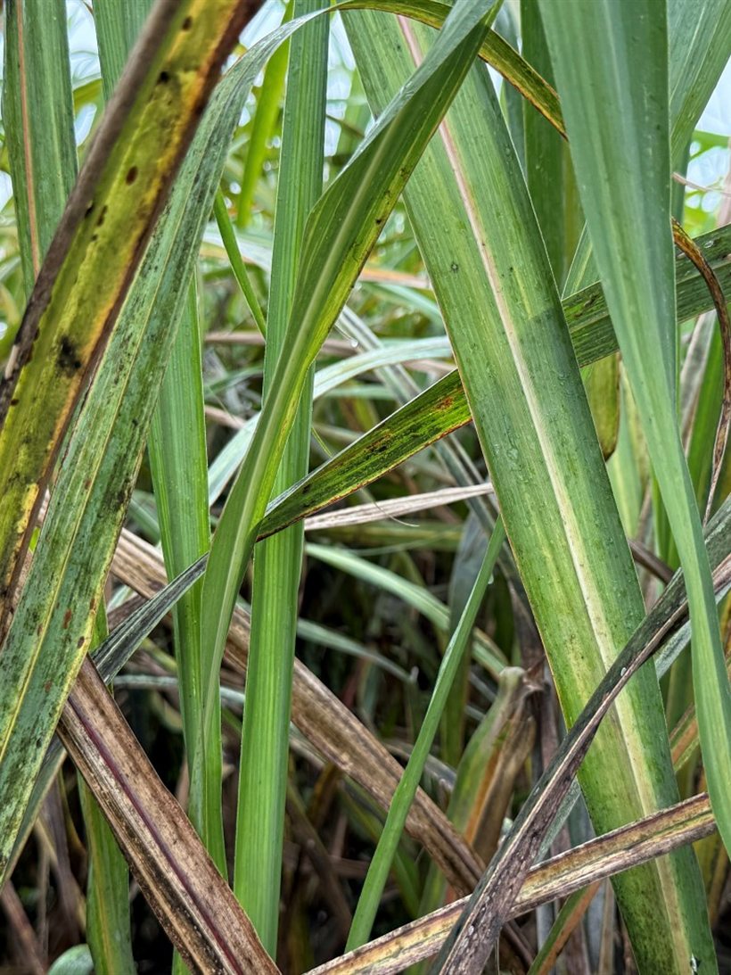 Dark streaking and yellowing along sugarcane blades.