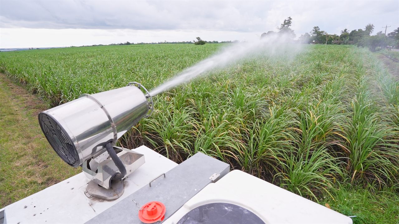 A mounted mist blower directing spray across a field of young sugarcane.